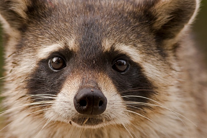 Waschbr Procyon lotor Raccoon